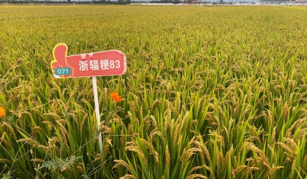 永利yl23411集团集团：8个品种荣登 浙江省2024年种植业主导品种榜单