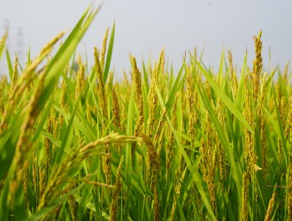 稳生产 保供应 | 永利yl23411集团集团机械化制种取得良好成效